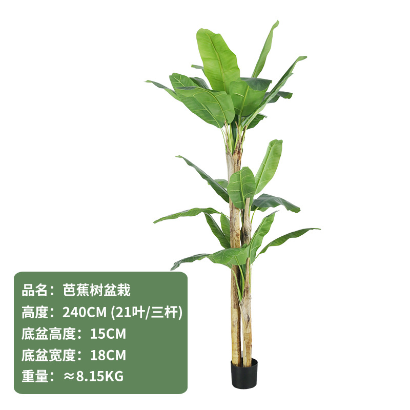 芭蕉树