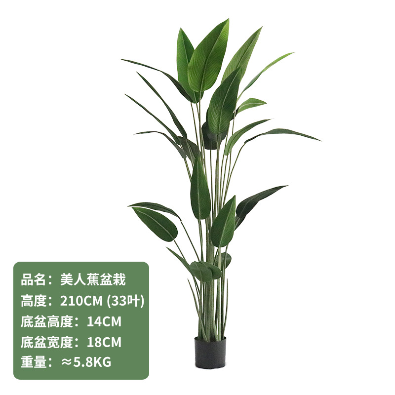 天堂鸟